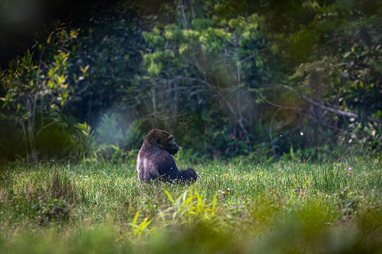 Gorilla sitting in a field in Odzala-Kokoua National Park