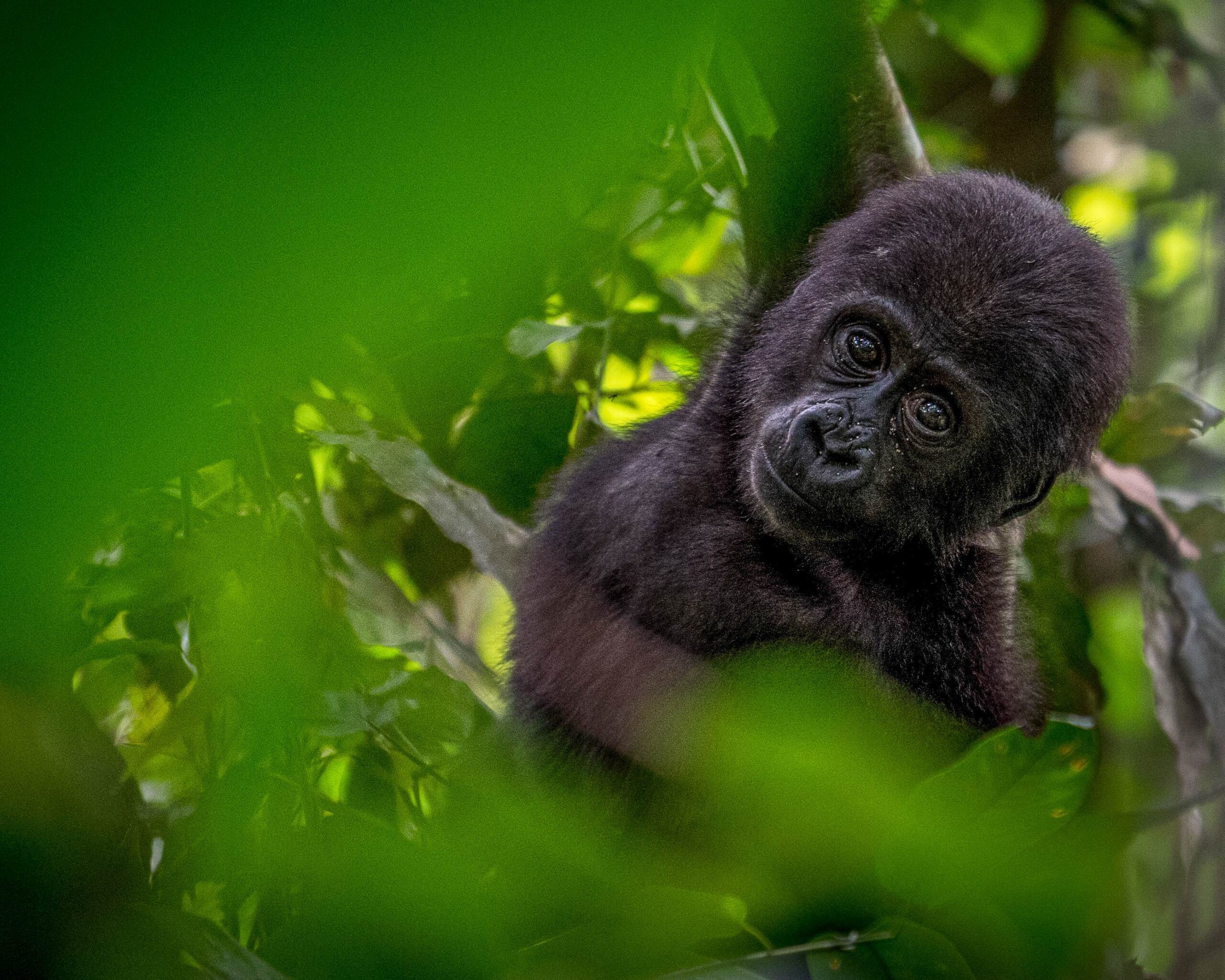 Gorilla in the forest of Odzala Kokoua National Park