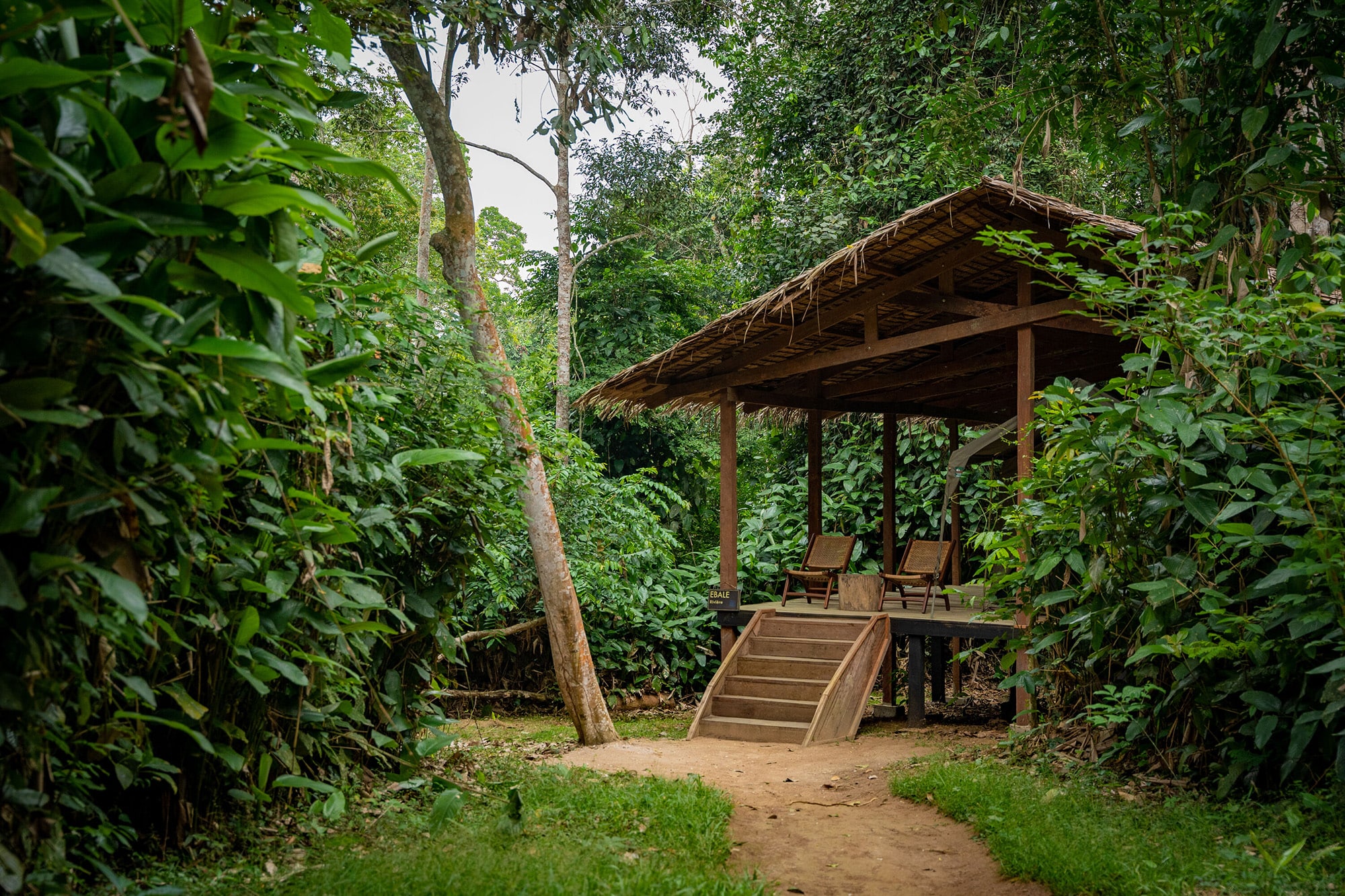 Accomodations in Camp Imbalanga hidden in the towering trees of Odzala-Kokoua National Park