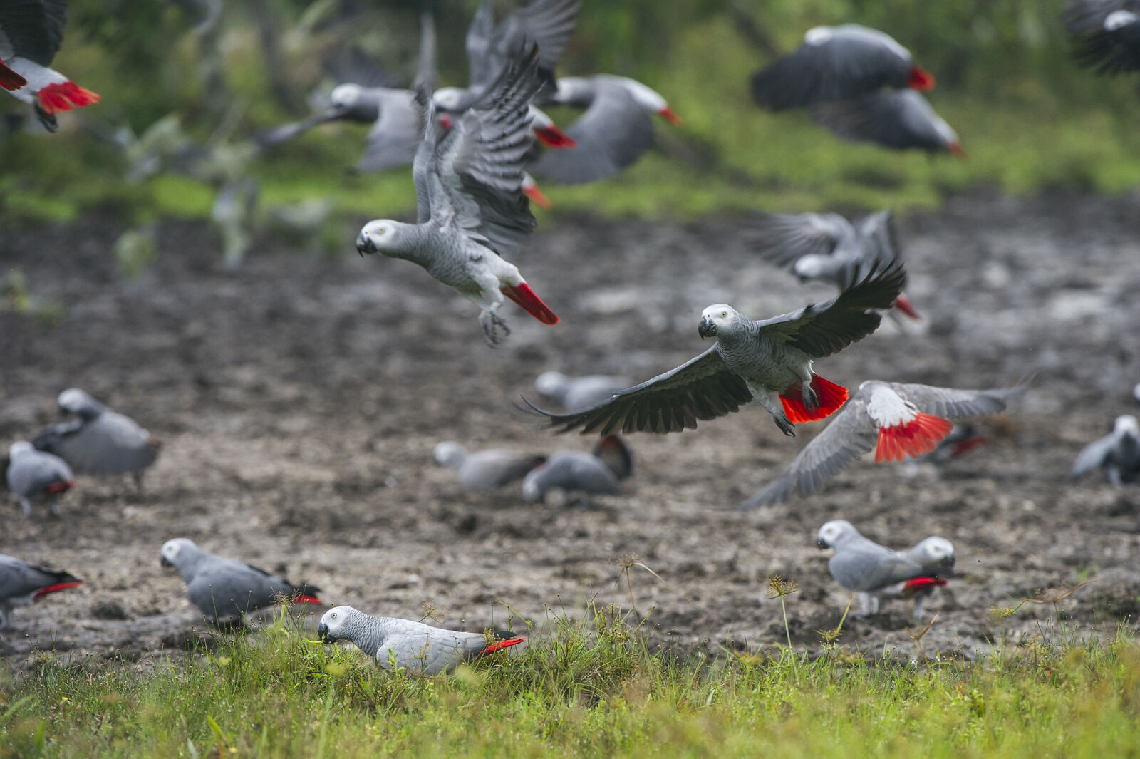 Parrots flying around in a field in Odzala-Kokoua 