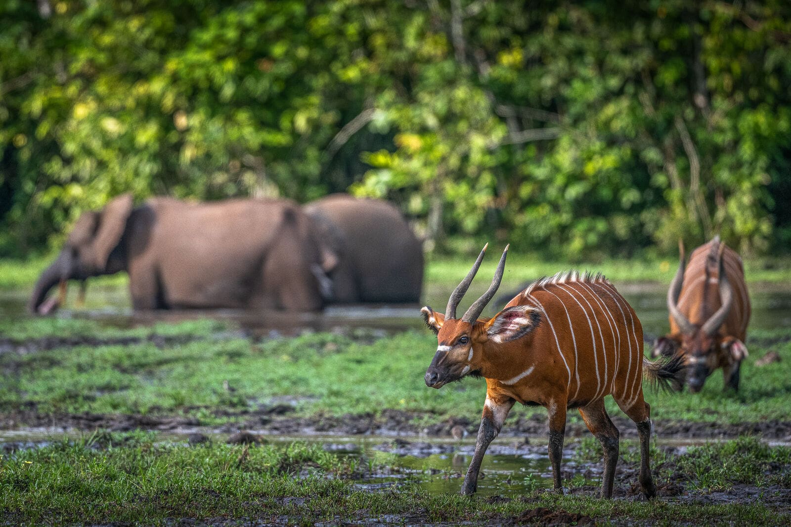 Elks and Elephants in the Wild in wetlands in Odzala-Kokoua National Park