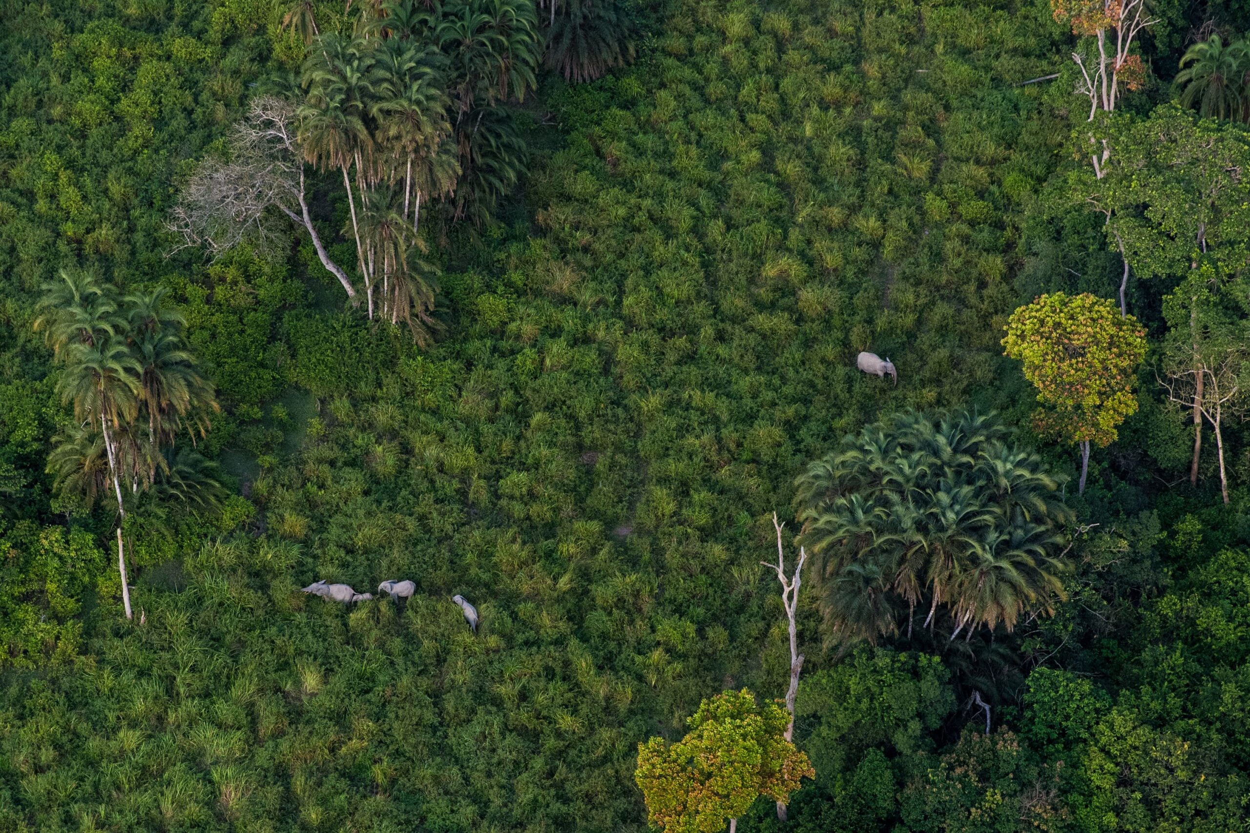 Elephants trekking through the forest in Odzala-Kokoua National Park