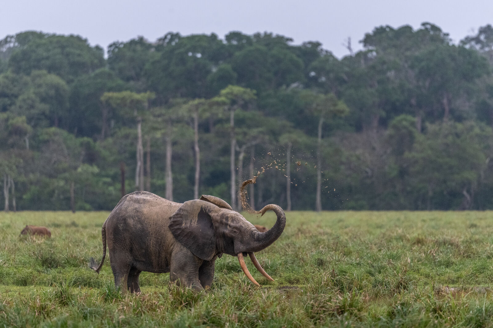 Elephants in the wild rainforests in Odzala-Kokoua National Park