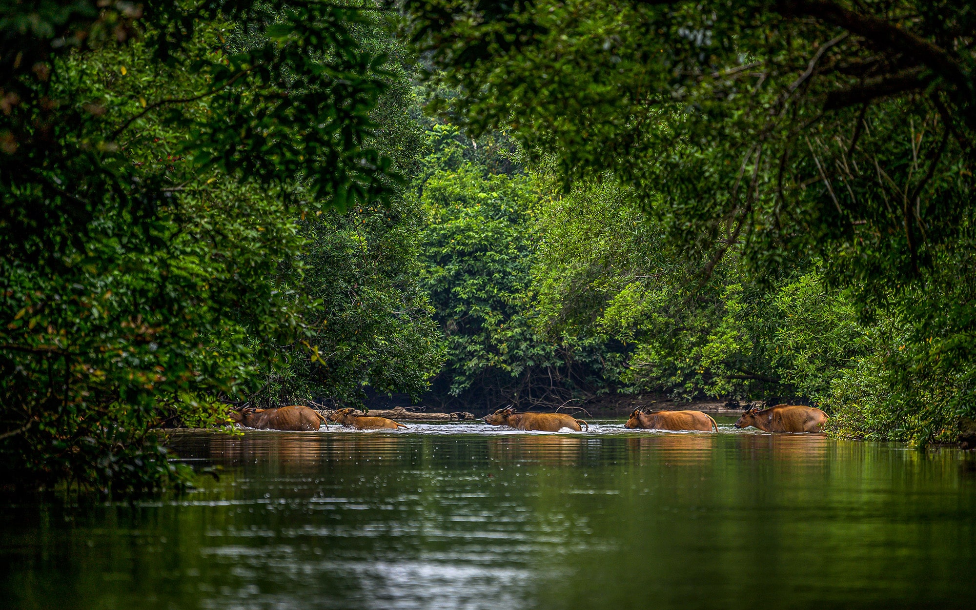 Wild Boar crossing a river in Odzala-Kokoua National Park