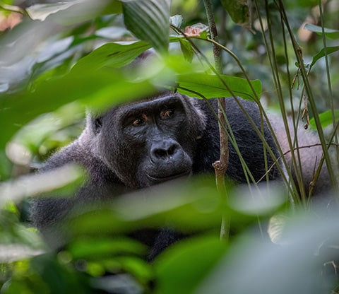 Trekking avec les gorilles - Gorilla is visible in the tree