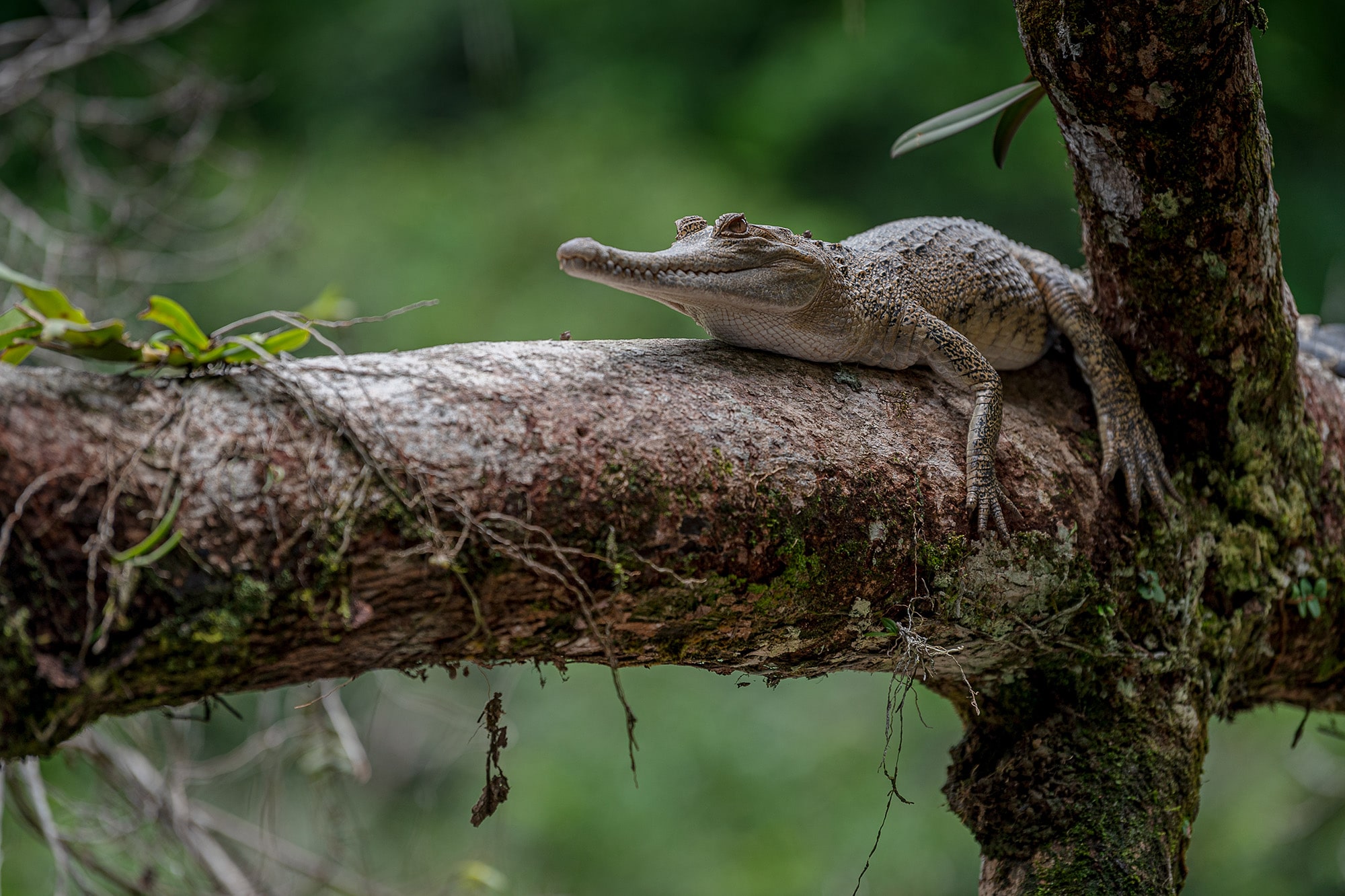 Alligator sitting on the branch of a tree in Odzala-Kokoua Park